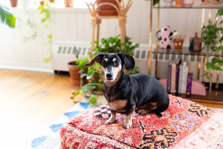 Therapy dog beds discount